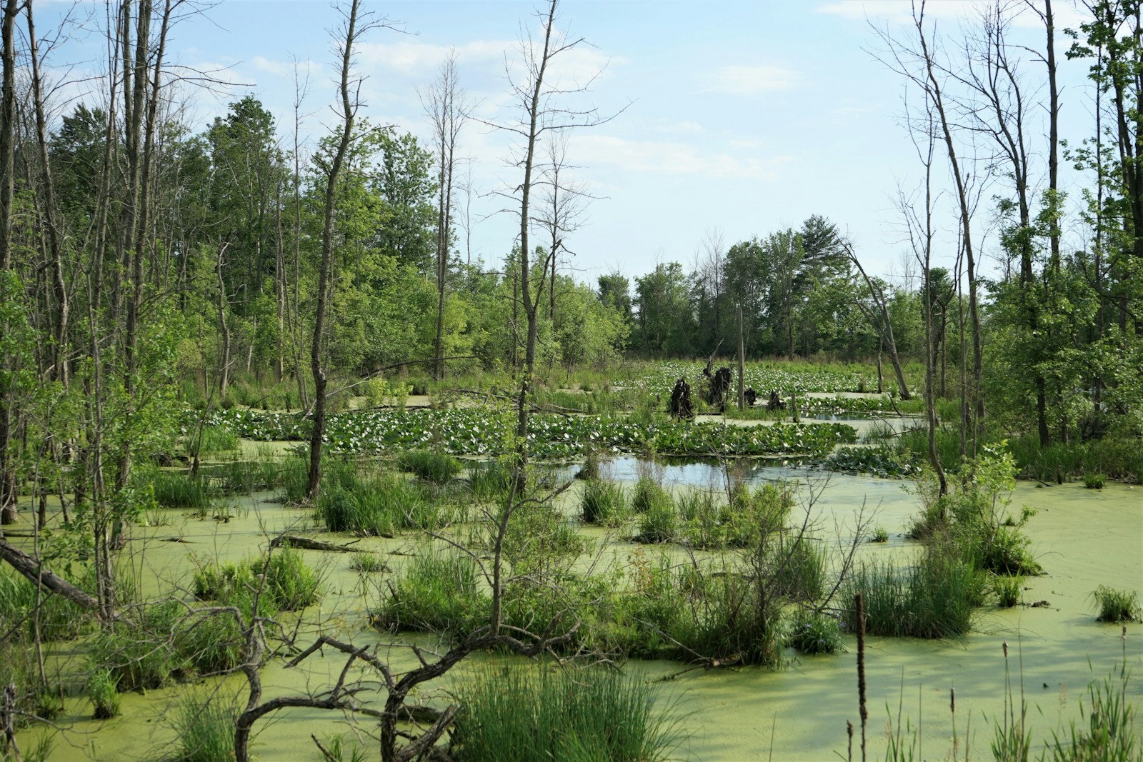 Landscape Restoration and Management