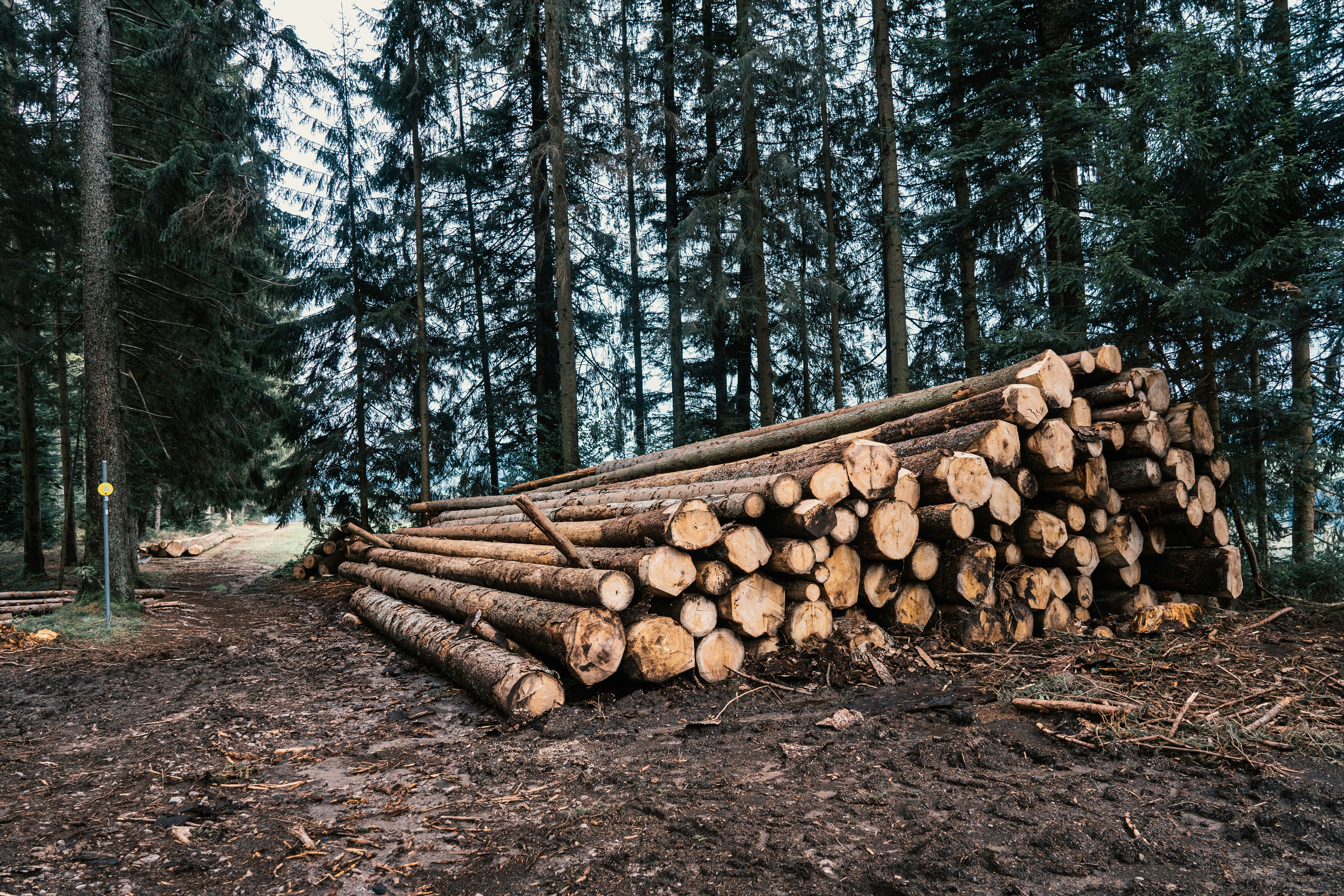 Logging and Timber